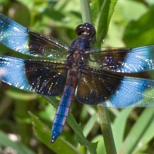 Meet your Posher, Shandelle